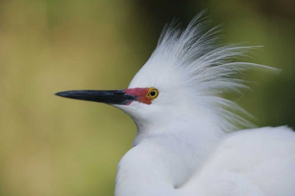 FL Snowy egret in breeding plumage